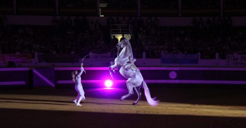 spectacle equestre