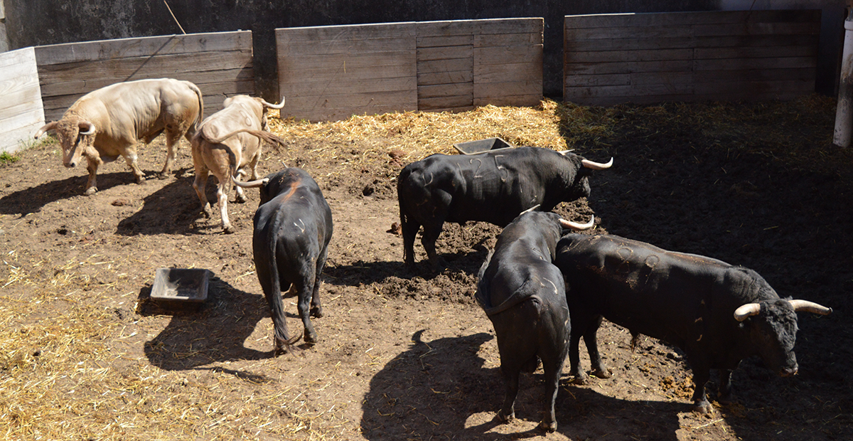visite toros