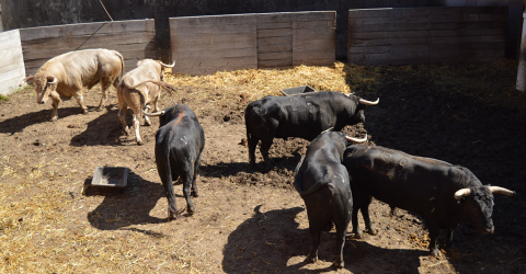 visite toros
