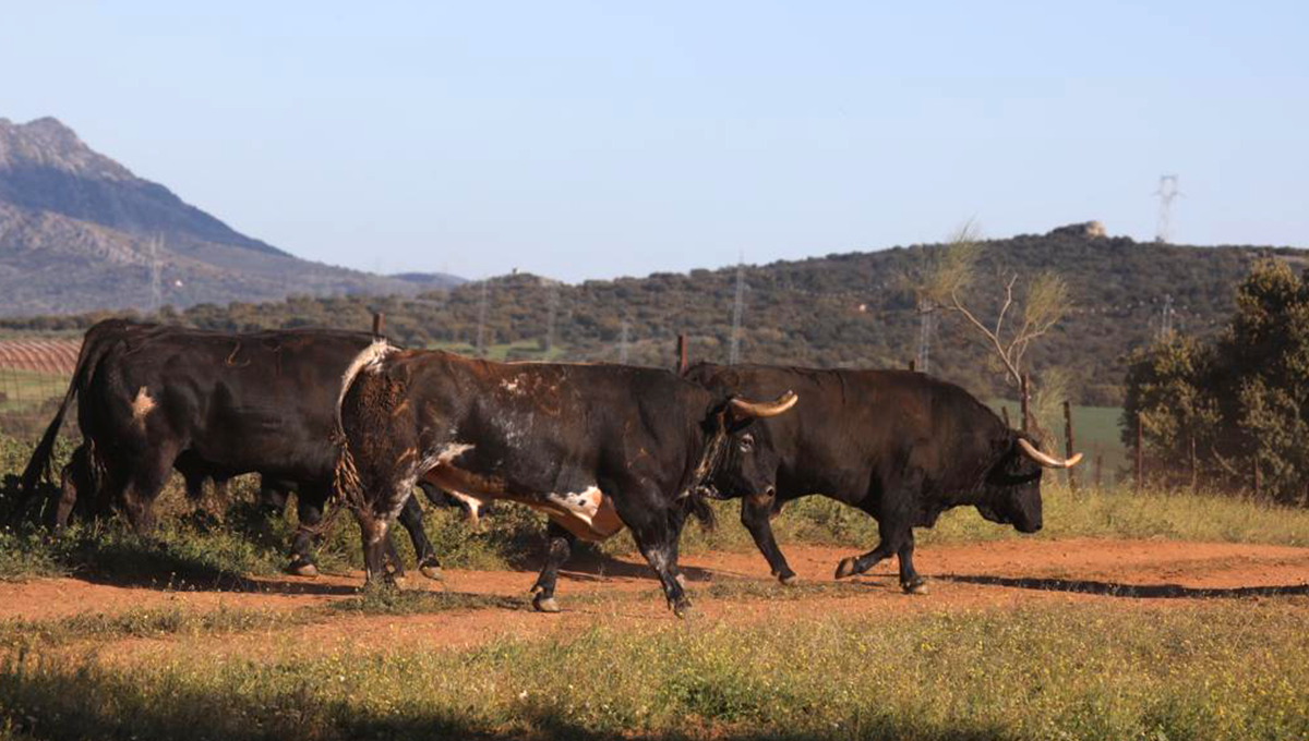campo