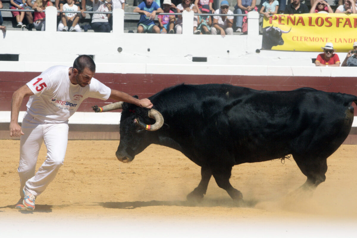 Toros y salsa 2016 - Cocardes finale (8)