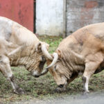 toros de nuñez del Cuvillo