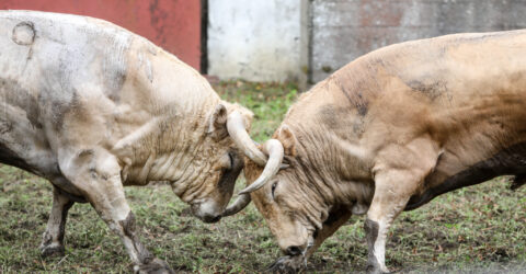 toros de nuñez del Cuvillo