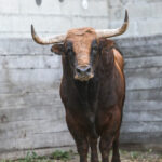 Toros de Pedraza et Victoriano del Rio dans les corrales