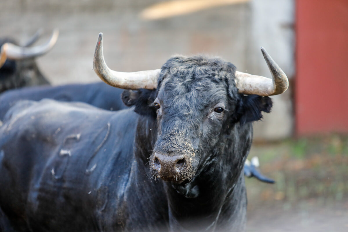 visite toros corrales